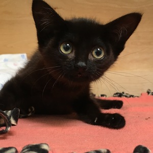 Fundraising Page: akiko crawford